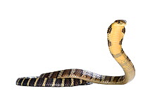 King cobra (Ophiophagus hannah) juvenile in threat pose on white background, captive occurs in South Asia. Venomous species.