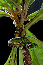 Beautiful pitviper (Trimeresurus venustus) two juveniles, captive occurs in Thailand. Venomous species.