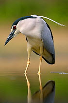 Black-crowned night heron (Nycticorax nycticorax) foraging in lake, Pusztaszer, Hungary, April