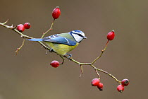 Blue tit (Parus caeruleus) perched on Dog rose branch (Rosa canina) in winter. Lorraine,  France. December.