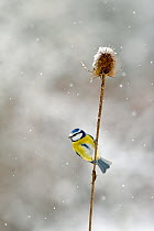 Blue tit (Parus caeruleus) perched on teasel seed head in snow in winter, Lorraine. France.