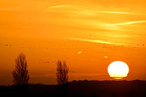 Common crane (Grus grus) silhouetted in flight at sunrise during autumn migration, Lac du Der, France, November.