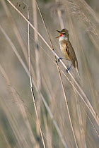 Great reed warbler (Acrocephalus arundinaceus) singing amongst reeds, Remerschen, Luxembourg, May