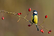 Great tit (Parus major) perched on Dog rose branch (Rosa canina) with rosehips in winter. Lorraine. France. December.