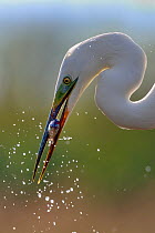 Great white egret (Egretta alba) catching fish in lake, Pusztaszer, Hungary, April