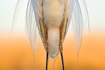 Great white egret (Egretta alba) detail of plumage and legs from the front, Pusztaszer, Hungary, April