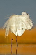 Great white egret (Egretta alba) preening feathers, Pusztaszer, Hungary, April