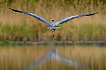 Grey heron (Ardea cinerea)  flying over water, Pusztaszer, Hungary, April