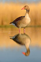 Greylag goose (Anser anser) reflected in water, Pusztaszer, Hungary, April