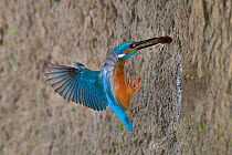 Common kingfisher (Alcedo atthis) male flying to nest with fish, Lorraine, France, May