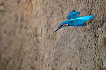Common kingfisher (Alcedo atthis) male flying from the nest, Lorraine, France, May