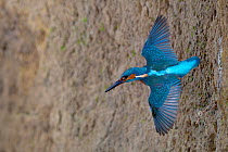 Common kingfisher (Alcedo atthis) male flying from the nest, Lorraine, France, May