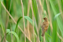 Reed warbler (Acrocephalus scirpaceus) adult perched in reedbed, Remerschen, Luxembourg, May