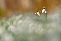 Snowdrops (Galanthus nivalis) in flower, Moselle, Lorraine, France, March.