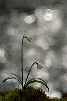 Spring Snowflake (Leucojum vernum) in flower with bokeh affect and tiny spider on lower flower, Moselle, Lorraine, France