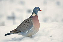 Wood pigeon (Columba palumbus) in snow in winter, Lorraine, France. January.