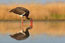Black stork (Ciconia nigra) with head in water whilst fishing, reflected in water, Pusztaszer, Hungary, April