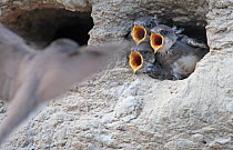 Sand martins (Riparia riparia) chicks calling, begging for food,  in nest, Norway, July.