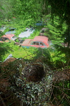 Birds nest in conifer tree above car graveyard, Bastnas car graveyard, Sweden, July.