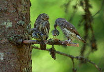 Two Eurasian pygmy owls (Glaucidium passerinum) with song bird chick prey, Hedmark County, Norway, June.