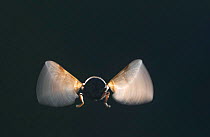 Hoverfly in flight, backlight, Norway, September.