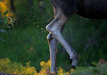 Moose (Alces alces) close up of legs with insects flying round them, Lahkso National Park, Glomfjellet, Norway, July.