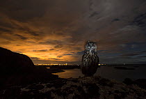 Eurasian eagle-owl (Bubo bubo) in front of lights from Stavanger at sunset, Southern Norway, September.