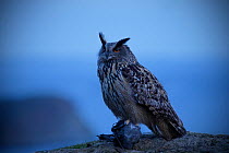 Eagle owl (Bubo bubo) in front of misty landscape, Rogaland, Norway, May.
