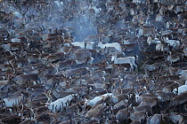 Domestic reindeer herd (Rangifer tarandus) group close together in enclosure, Oppland, Norway, September 2014.