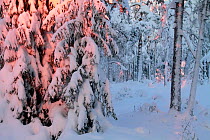 Winter forest landscape, Akershus, Norway, December 2009.