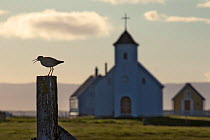 Redshank (Tringa totanus) on post with traditional church in the background, Flatey, Iceland, June.