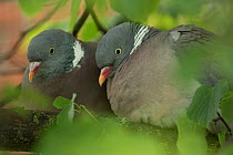 Wood pigeon (Columba palumbus) pair, Norway, June.