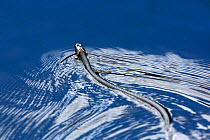 European grass snake (Natrix natrix) swimming, Akershus, Norway, June.