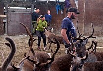 People dragging domestic Reindeer (Rangifer tarandus) by their antlers to be slaughtered, Oppland, Norway, September 2014.