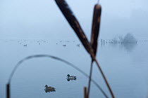 Pair of Mallard ducks (Anas platyrhynchos) on lake with Bullrush in the foreground, Oslo, Norway, November.