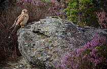 Kestrel (Falco tinnunculus) perched on rock with heather, Rogaland, Norway, September.