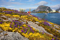 Flowers including wild Violas (Viola sp) on the coast of Stott Melloy, Nordland, Norway, July 2015.