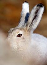 Arctic hare (Lepus arcticus) close up of eyes and ears. Ellesmere Island,  Nunavut, Canada, August.