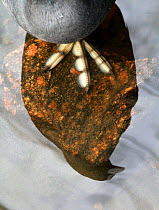 Eurasian coot (Fulica atra) close up of foot and reflection of body in water, Norway, March.