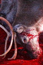 Domestic reindeer (Rangifer tarandus) culled, lying in pool of blood, Oppland, Norway, September.