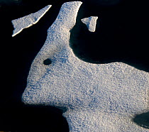 Sea ice  in shape of a hare or rabbit,  Nunavut, Canada, August.