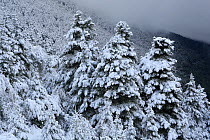 Spanish fir trees (Abies pinsapo) covered in snow, Sierra de Grazalema Natural Park, southern Spain, November 2008.