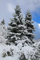 Spanish fir tree (Abies pinsapo) covered in snow, Sierra de Grazalema Natural Park, southern Spain, November.