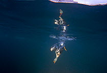 King eider (Somateria spectabilis) diving, Finnmark, Norway, February.