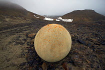 Spherical stone on Champ Island, Franz Josef Land, Russia, July 2004.