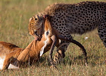 Cheetah (Acinonyx jubatus) biting into throat of Impala (Aepyceros melampus) prey, Masai Mara, Kenya, February.