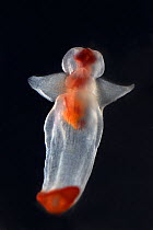Naked sea butterfly (Clione limacina) against black background.