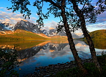 Mountains reflected in Jaegervatnet Lake seen from between trees,  Troms, Northern Norway, June 2013.