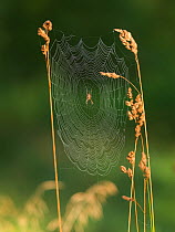 Garden cross spider (Araneus diadematus) on web, Norway.