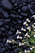 Sea campion (Silene uniflora) white flowers against black volcanic rocks, Snaefellsnes, Iceland, June